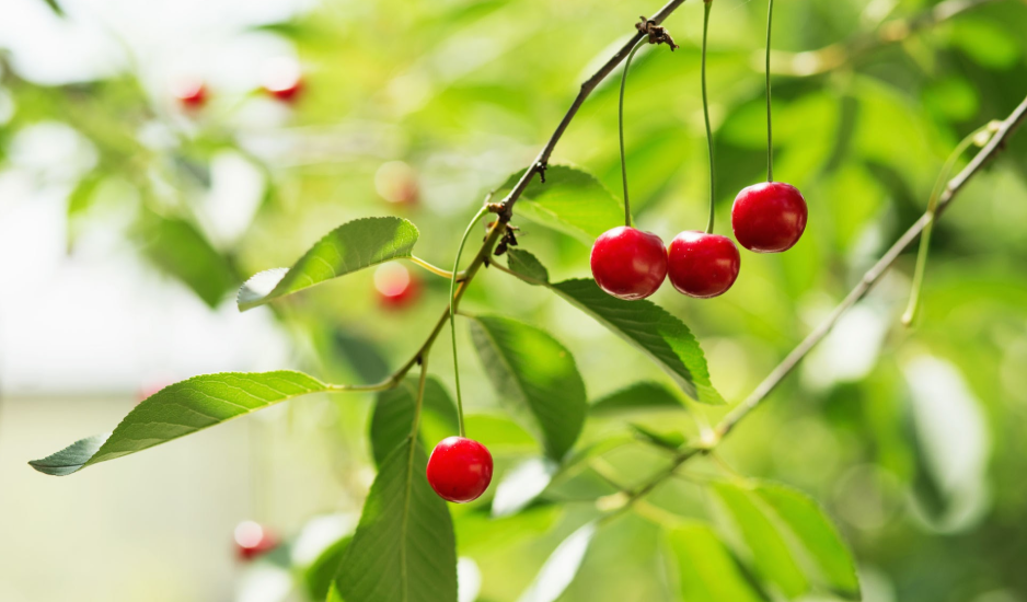 Cherry Fruit Benefits, Nutrition Value, Uses & Side Effects