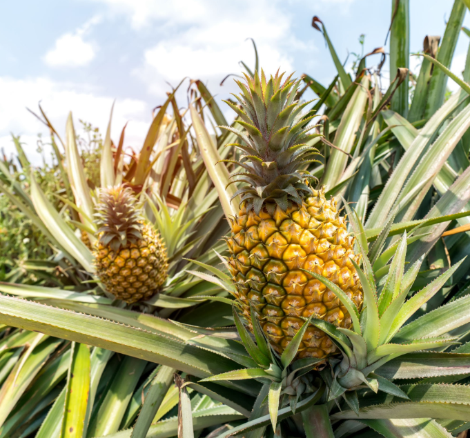 Pineapple fruit benefits and side effects