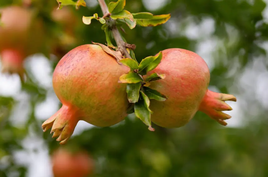 Pomegranate, in addition, supports heart health
